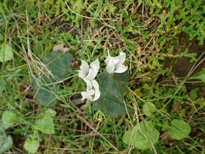 Brambořík krétský (Cyclamen creticum) - endemit Kréty